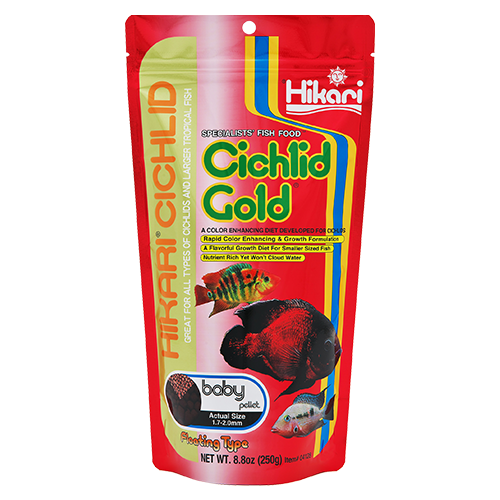 Hikari Cichlid Gold