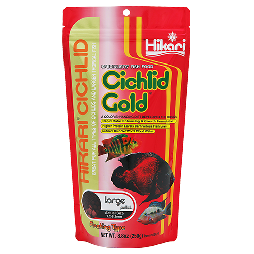 Hikari Cichlid Gold
